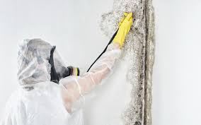 Best Real Estate Mold Inspection in Goodwater, AL